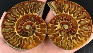 Ammonite: what does it look like and what properties does it have?