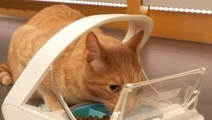 Automatic feeders for cats: types, selection rules and production