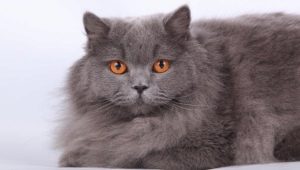 British longhair cat: description, housing conditions and feeding patterns
