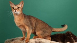 Ceylon cats: breed description and characteristics of the content