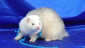 Domestic ferrets: characteristics, characteristics of the content and breeding