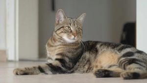 European cats: characteristics, choices and rules of care