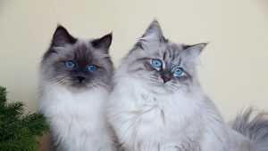 What are the colors of cats Neva Masquerade breed?