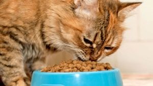 Feed for premium kittens: composition, manufacturers, tips on choosing