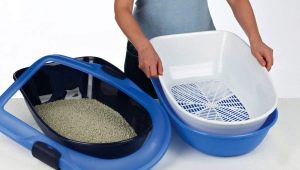 Tray for Maine Coon: how to choose and teach him a kitten?