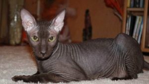 Bald cats: characteristics, types, rules of care