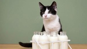 Is it possible to milk cats and what are the limitations?