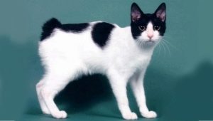 Description, character, feeding and breeding cats Japanese bobtail
