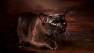 Description and content of chocolate-colored Burmese cats