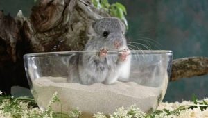 Sand for bathing chinchillas: how to choose and use?