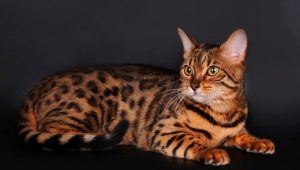 Breeds of cats and cats brindle color and their content