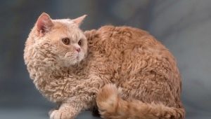 Selkirk Rex: features, choices and rules of care