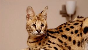 Serval: description, color options, especially the content and feeding