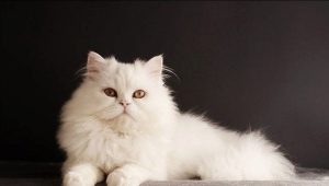 Siberian cats of white color: description of the breed and features of care