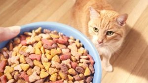 How much dry food to give a cat?