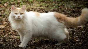 Turkish van: a description of the breed of cats, keeping and breeding