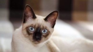 All about Siamese cats