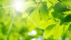 Green color in psychology: what does it mean and symbolize?