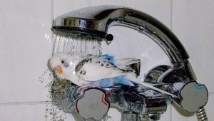 How to bathe a wavy parrot?