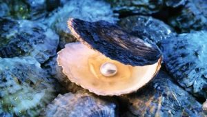 How to distinguish real pearls from artificial?