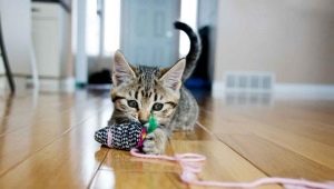 How to make a toy for a cat with your own hands?