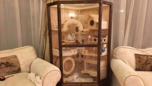 How to make a showcase for your own chinchilla?