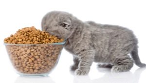What is the rate of feed for a kitten a day?