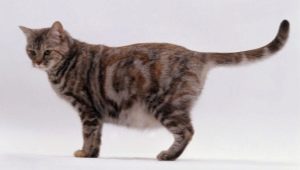 Food for pregnant and lactating cats: options and choices