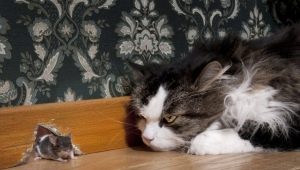 Pied Piper: Popular Breeds and Their Content