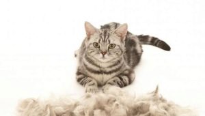 Cat sheds heavily: causes and solutions