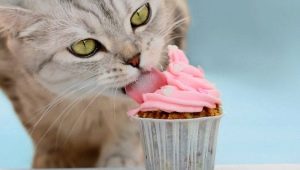 Can cats taste sweet and why?