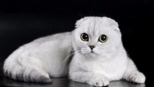 Features of white Fold Scottish cats