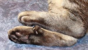 Fingers in cats: their function and quantity