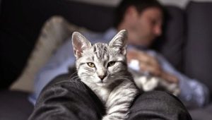 Why do cats sleep at the feet of the owner?