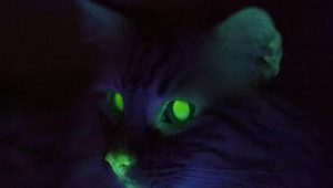 Why do cats have eyes in the dark?