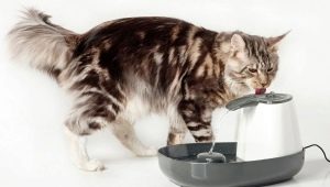 Drinkers for cats: variations and recommendations for selection