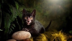 The breeds of the worst cats