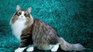 Fluffy cats: the best breeds and features of their care