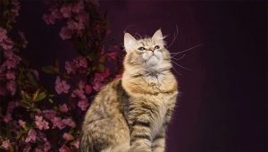 Common colors of siberian cats