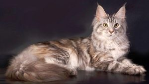 The biggest domestic cats in the world