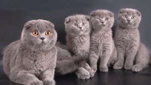 How many years do Scottish cats live and what does it depend on?