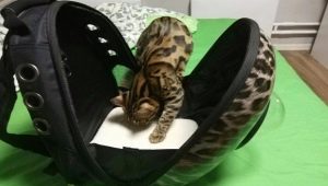 Tips for choosing a plastic carrier for cats