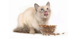 Dry food for sterilized cats: properties, manufacturers, choice and diet