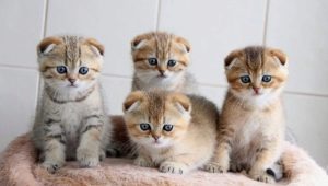 Scottish kitten care