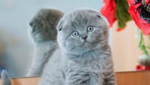 Scottish kitten by month