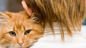 The age of cats by human standards