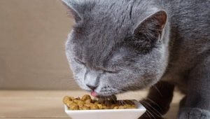 All about feed to improve the hair of cats and cats