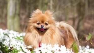 Choosing a nickname for spitz