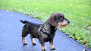 Wire-haired dachshunds: types, nature and features of care