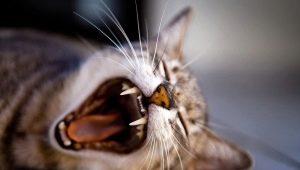 Cat teeth: number, structure and care